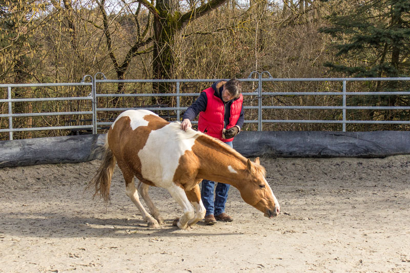 Reitunterricht