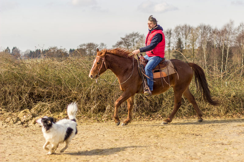 Beritt & Jungpferdetraining