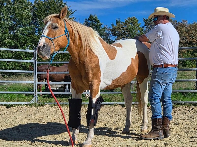 Behandlung am Rücken, während die Equine LTS Rotlicht-Gamaschen an den Vorderbeinen wirken