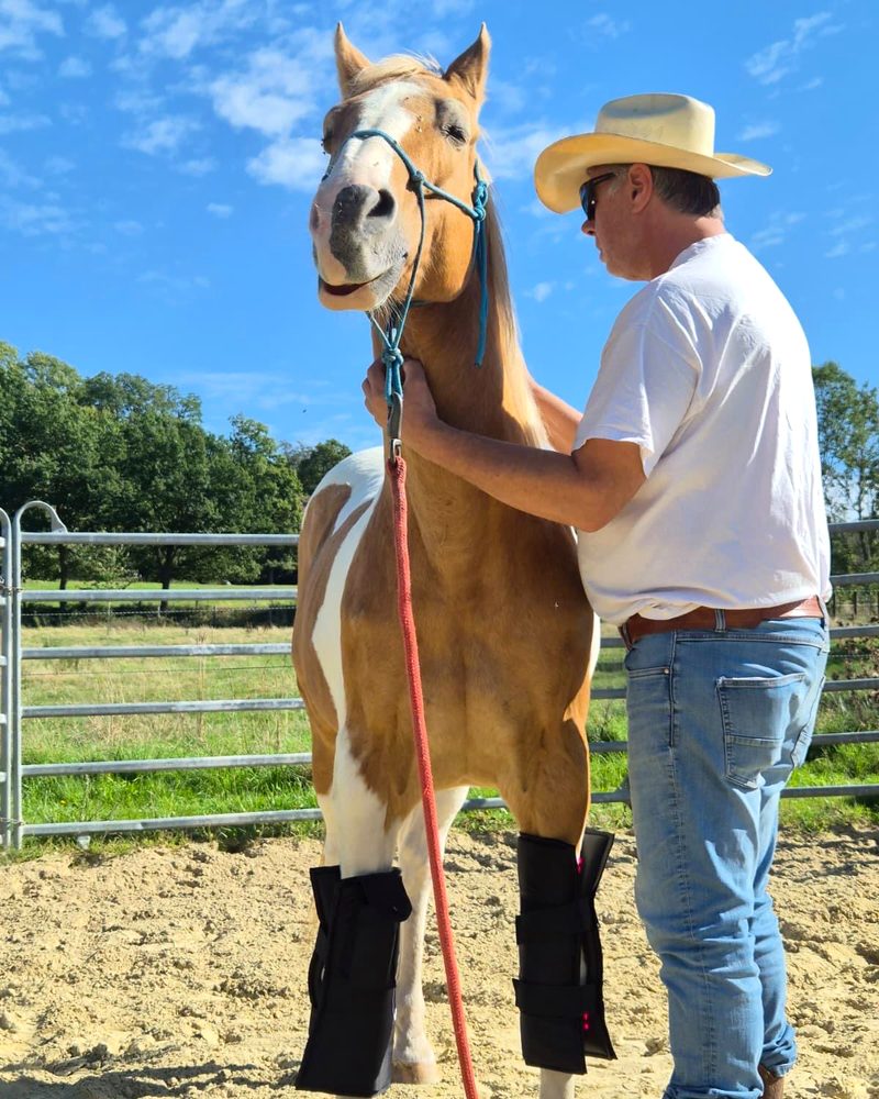 Älteres Pferd entspannt bei Osteopathie und Rotlichttherapie mit Equine LTS an den Beinen